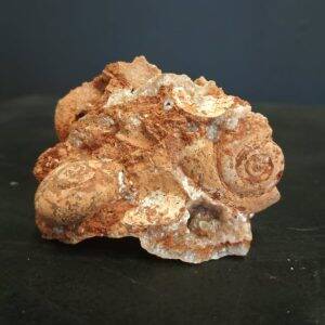 Gastéropode pliocène Baranya county beremend Hongrie 5,9x4cm 80€ - Copie - Copie.jpg
