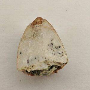 Dent Rutiodon carolinensis Jurassique supérieur Moffat County Colorado USA 1,5cm 120€.jpg