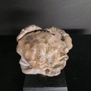 Xantopsis dufouri 7,5x8,3 cm Ypresien Husca Esp 500€.jpg