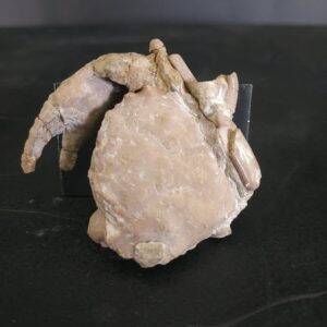 Xanthilites macrodactylus 5x4,7cm thanitien 400€.jpg