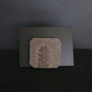 Sphenophyllum 4,4x4,2 30€ .jpg