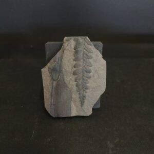 Percopteris sp. 5x4 30€ Graissessac .jpg