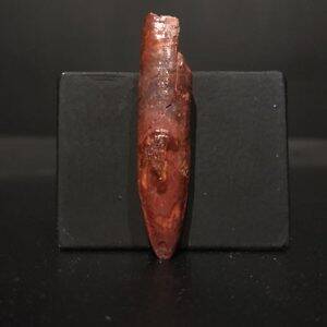 Dent Rebbachisaurus 4,6x1 150€ 2.jpg