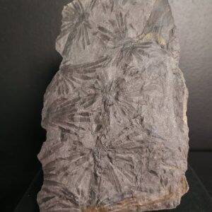 Annularia stellata 14,2x8,6 140€.jpg