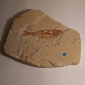 poisson ctenothrissa 1.jpg