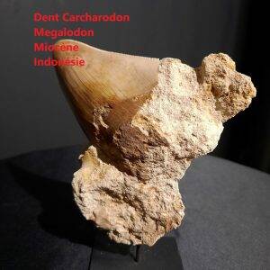 dent indo sur socle.jpg