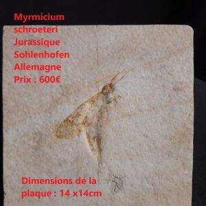 myrmicium.jpg