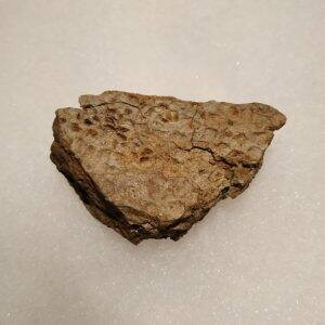 Empreinte de peau de Prosaurolophus (Montana) 4,2x2,5 cm 480€.jpg
