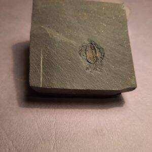 Triarthrus eatoni ventral 1.jpg