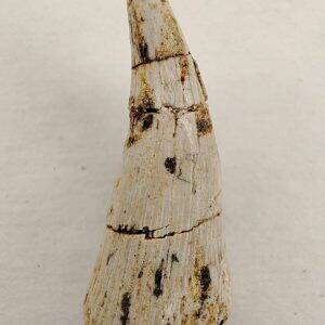 Metoposaurus Triassique supérieur St Nicolas de Port France 2,8cm 120€.jpg