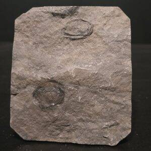 Graines Carbonifère sup Graissessac 8x7 60€ 2.jpg