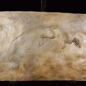 Moulage Leptictidium auderiensis Messel.