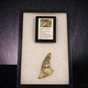 épine d'épaule d'Aetosaurus.jpg