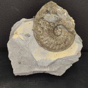 Amaltheus Jurrassic inférieur (Toarcien Rivière sur Tarn, France) Bloc 12,5 x 12,5 cm 100€