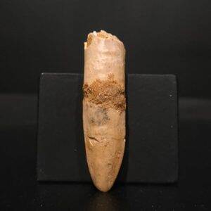 Dent Titanosaurus garasbe 5x1,2 140€ 2.jpg
