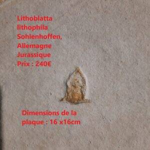 lithoblatta.jpg