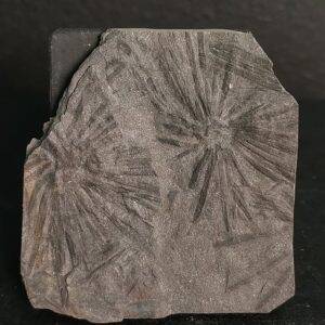 Annularia stellata 4,7x4,5 35€.jpg