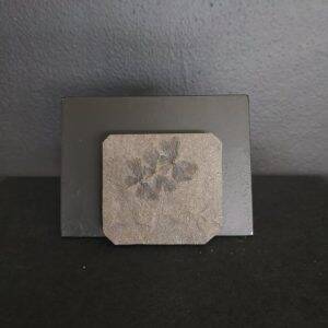 Sphenophyllum 4,9x4,3,1 35€ .jpg