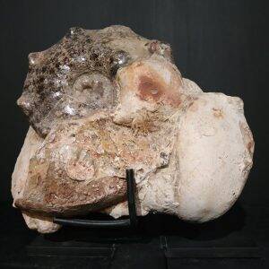 Mammites nodoscrides du Cenomanien (Goulmima, Ma) 25x22 400€.jpg