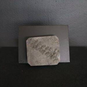 Sphenophyllum 5x4,3 40€ .jpg