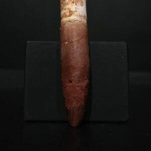 Dent Rebbachisaurus 5,9x1 200€ 2.jpg