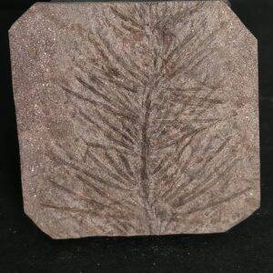 Asterophyllites equisetiformis Stephanien France 4,6x4,6 40€.jpg
