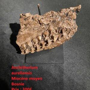 anchitherium.jpg