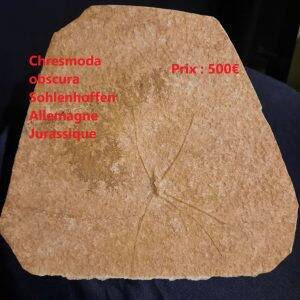 araignée sur plaque.jpg