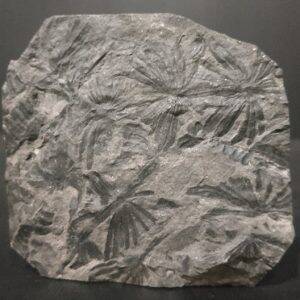 Asterophyllites sp. Graissessac 7,4x7 50€ 2.jpg