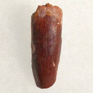 Titanosaurus garasbe Crétacé supérieur 3x1 140€.jpg