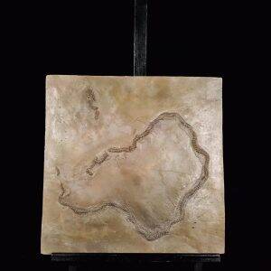 moulage paleopython sp. messel.jpg