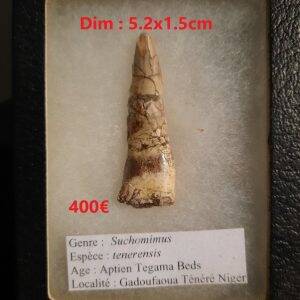 dent suchomimus.jpg