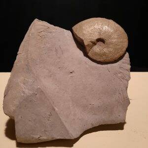 ammonite haut de plaque petite pas mise 