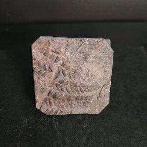 Percopteris sp. 4,2x4,1 40€ Graissessac 2.jpg