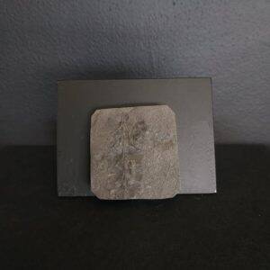 Sphenophyllum 4,5x4,2 35€ .jpg