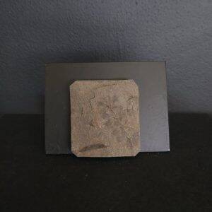 Sphenophyllum 4,8x4,2 30€ .jpg