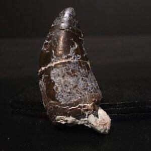 Dent cf. Eocarcharia cf. dinops 5,4x2,4 720€ .jpg