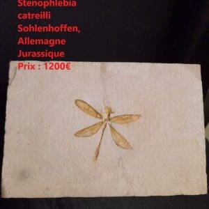 papillon sur plaque.jpg