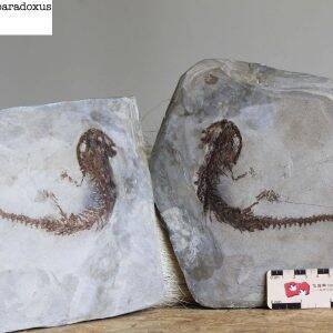 20 - Chelotruturus paradoxus.jpg