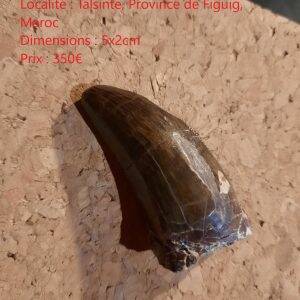 eocarcharia petite.jpg