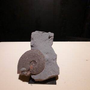 ammonite en bas à gauche.jpg