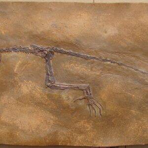 Darwinus masillae Messel_edited.jpg