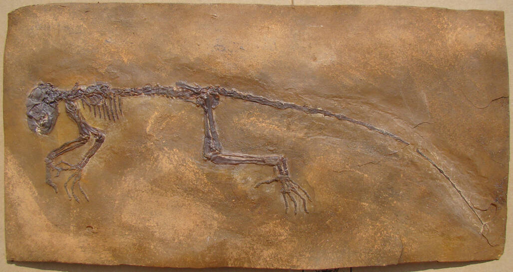 Darwinus masillae Messel_edited.jpg