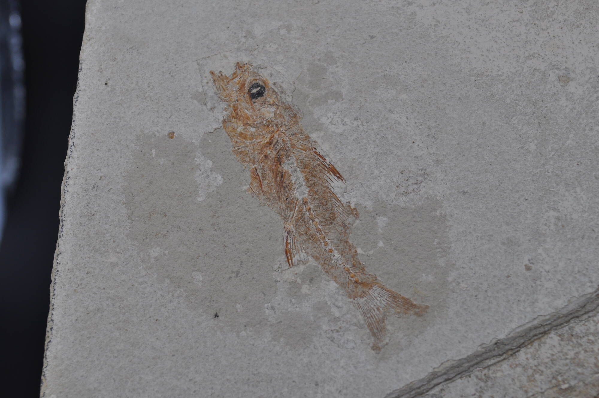 DSC_0450.JPG