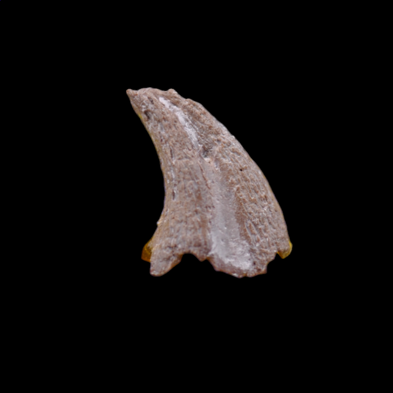 D-43 A.png