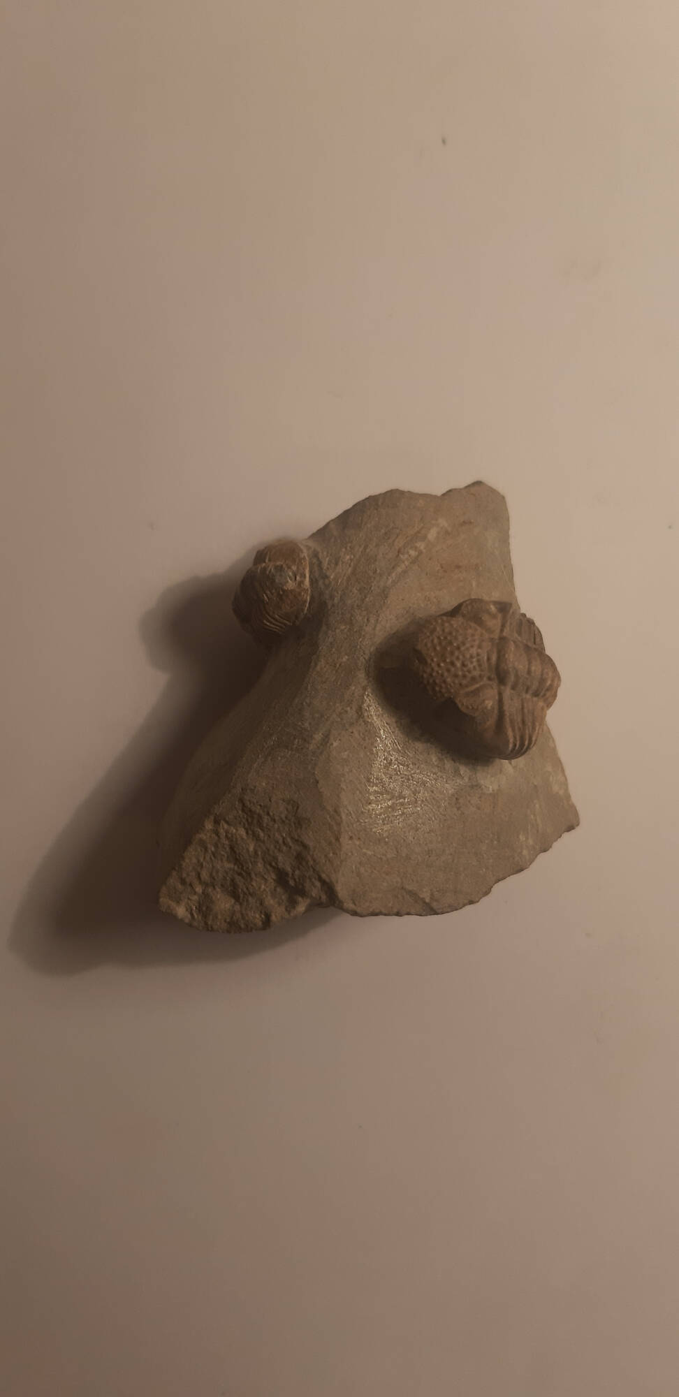 trilobite Gerastos cuvieri et geesops sc