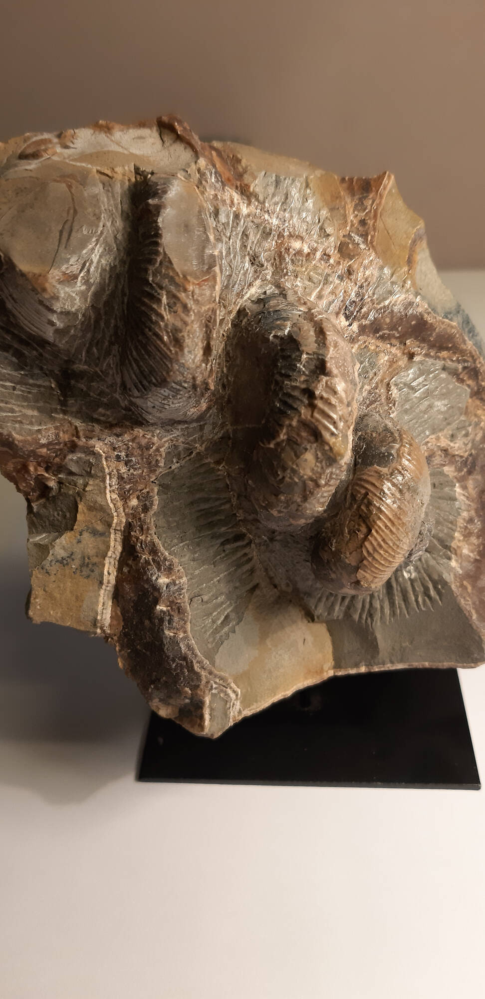 eubostrychoceras japonicus  2.jpg