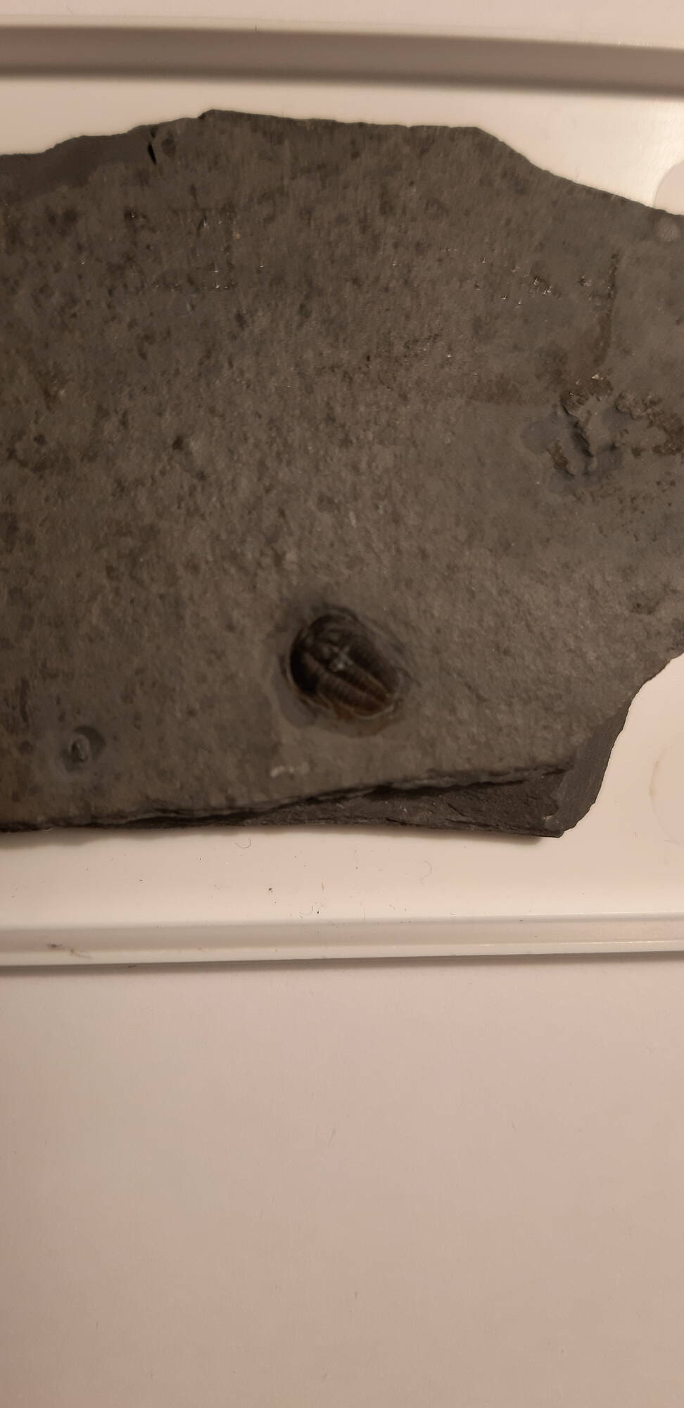 trilobite_Brachyaspidion_sulcatum_70€_2.