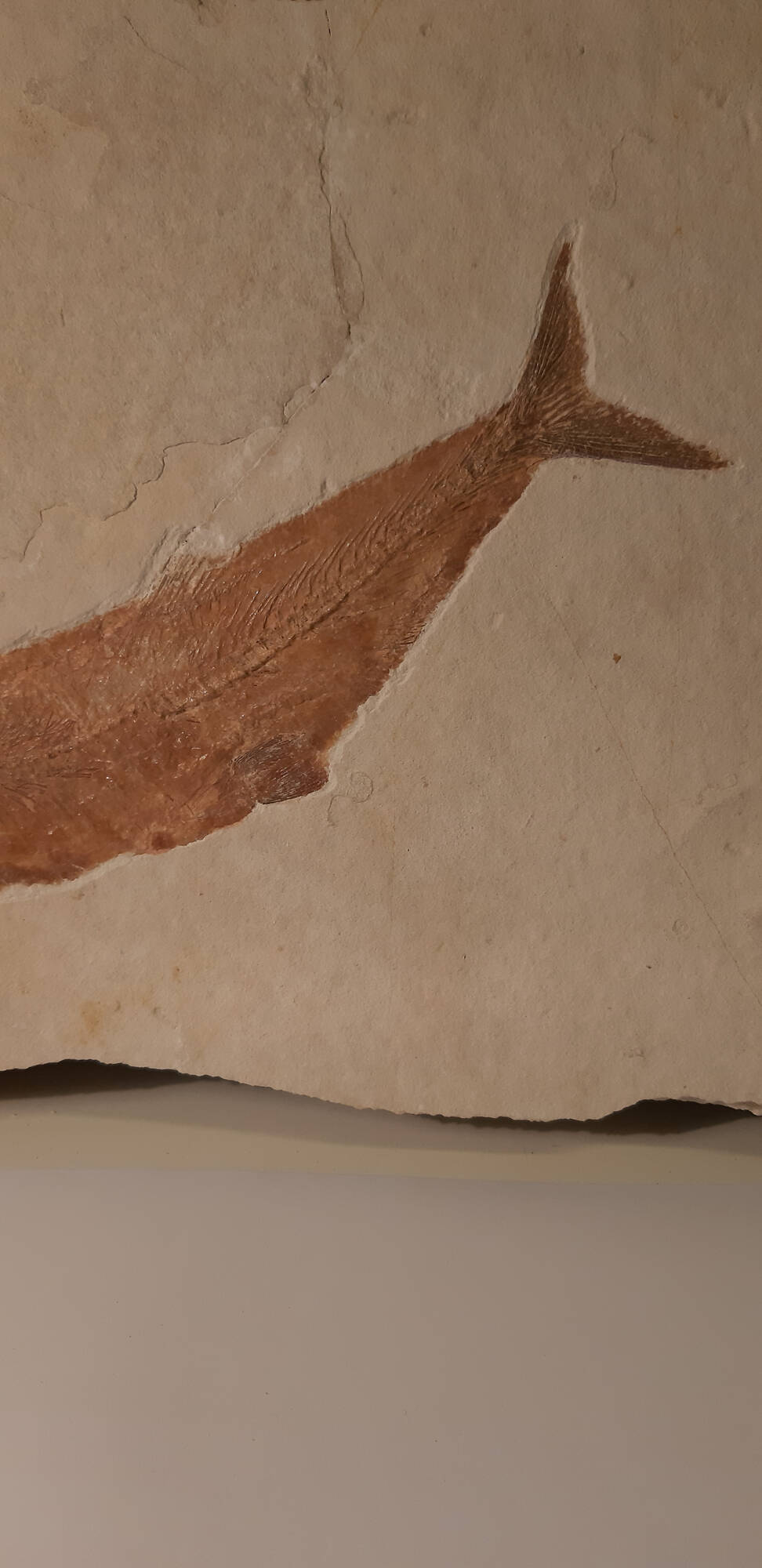 poisson Tharsis dubius solhnofen  3.jpg