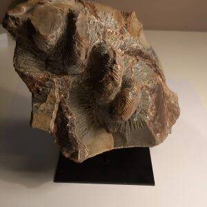eubostrychoceras japonicus  1.jpg